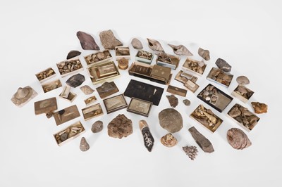 Lot 298 - A large collection of fossils