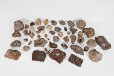 Lot 298 - A large collection of fossils