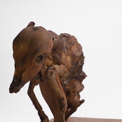 Lot 40 - A mummified horse foetus