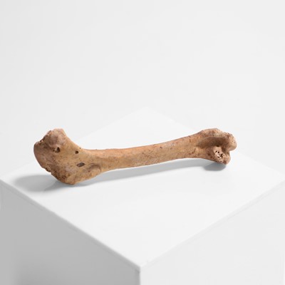 Lot 330 - A Dodo right humerus bone