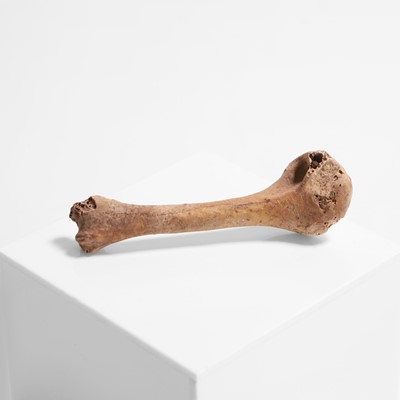 Lot 330 - A Dodo right humerus bone