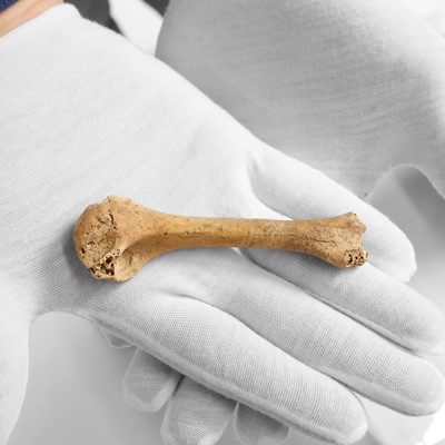 Lot 330 - A Dodo right humerus bone
