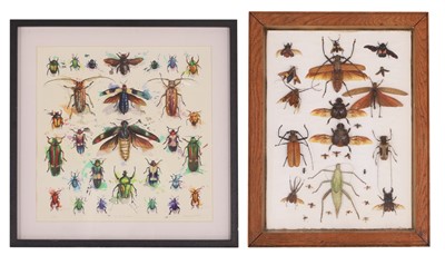 Lot 343 - Taxidermy: a large display of beetles