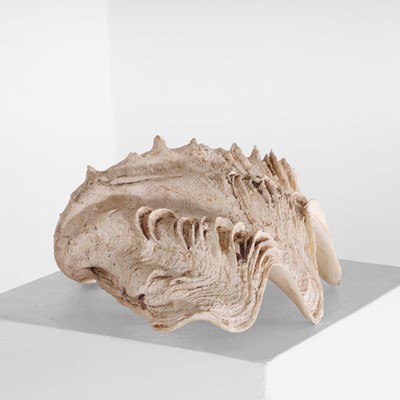 Lot 341 - A giant clamshell (Tridacna gigas)