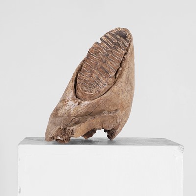 Lot 335 - A mammoth's tooth