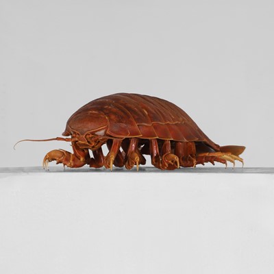 Lot 283 - Taxidermy: isopod