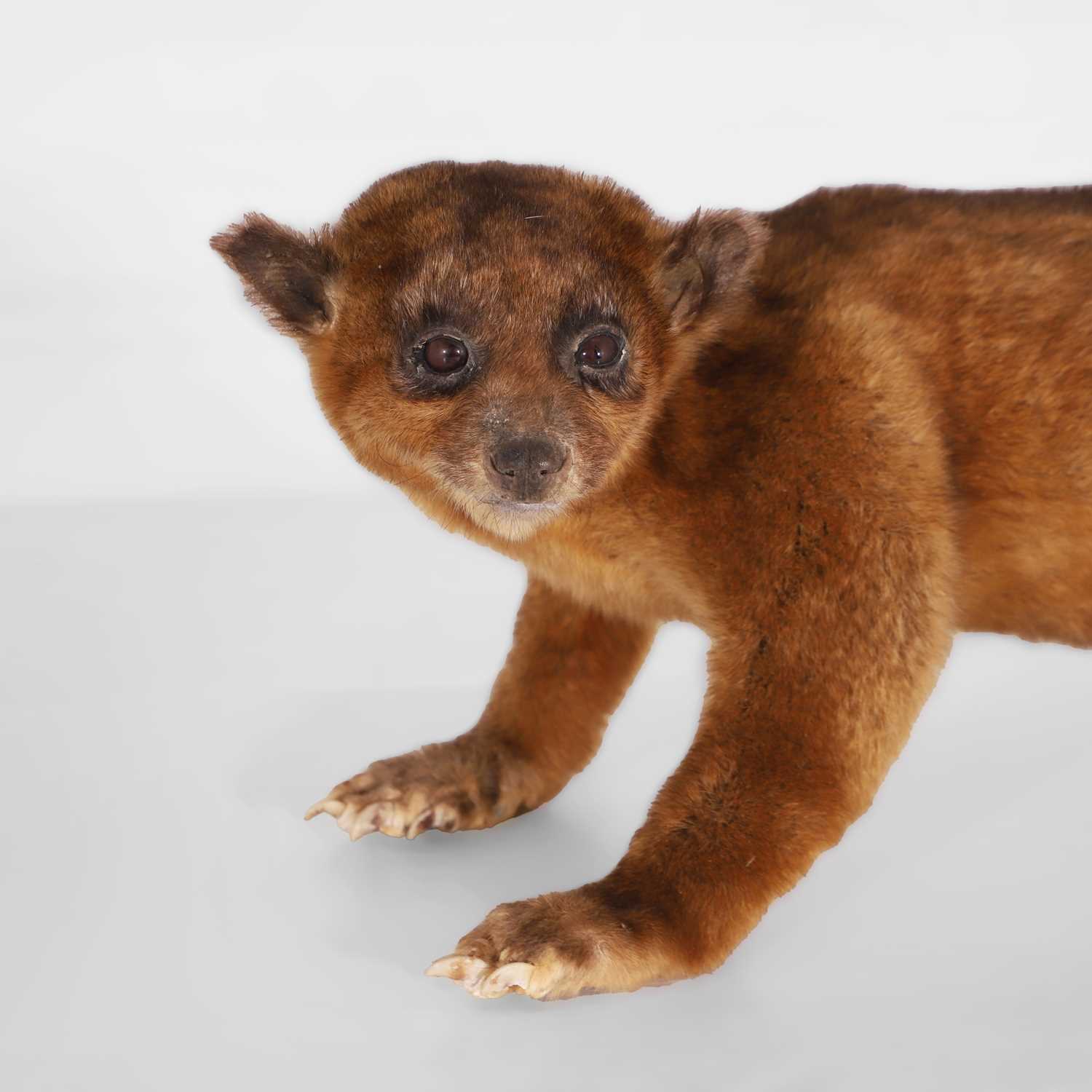 Lot 347 - Taxidermy: a kinkajou (Potos flavus) specimen