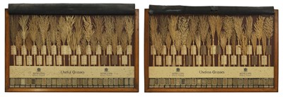 Lot 167 - A pair of specimen grasses and seeds displays