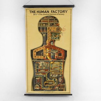 Lot 367 - The 'Human Factory' medical poster