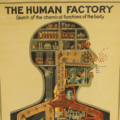 Lot 367 - The 'Human Factory' medical poster