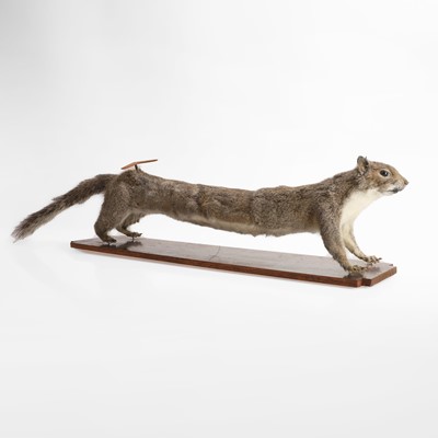 Lot 332 - A taxidermy 'Stretch Squirrel,'