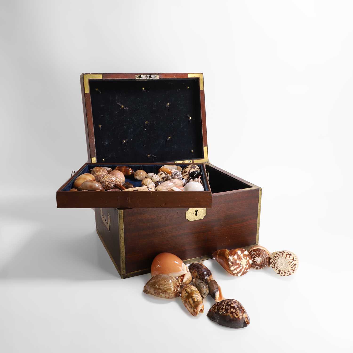 Lot 445 - A Regency brass-bound mahogany box with shells