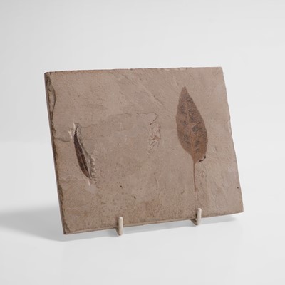 Lot 337 - Two fossilised leaves