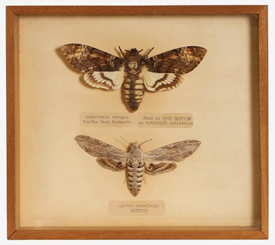 Lot 346 - Taxidermy: 'Acherontia atropos, Death's Head Hawkmoth' and 'Agrius convolvuli'