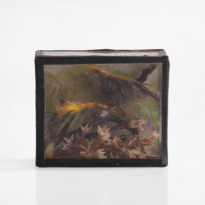 Lot 331 - 'The smallest birds in the world'