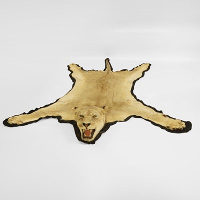 Lot 355 - Taxidermy: a Lioness (Panthera leo) taxidermy rug