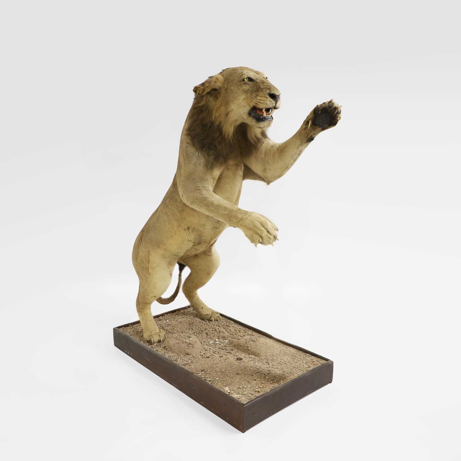 Lot 354 - Taxidermy: A full mount of a standing lion (Panthera leo)