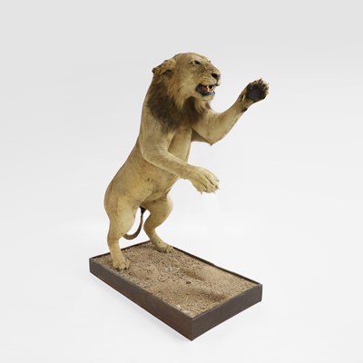 Lot Taxidermy: A full mount of a standing lion