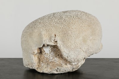 Lot 435 - A large Mussidae coral (Pseudodiploria strigosa) specimen