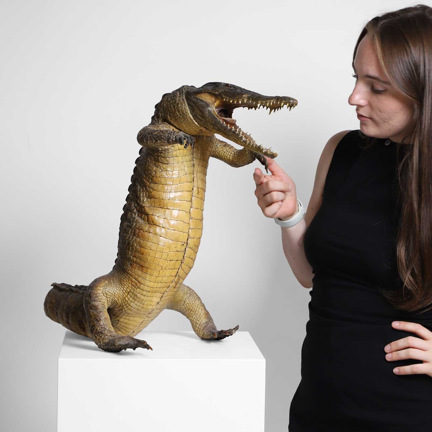 Lot 334 - Taxidermy: A cayman, full mount