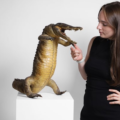 Lot 334 - Taxidermy: A cayman, full mount