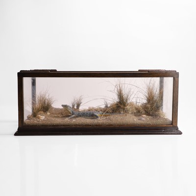 Lot 336 - A scale model of a Millerosaurus