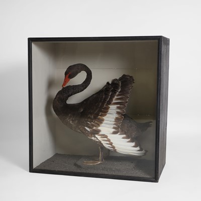 Lot 350 - Taxidermy: a black swan (Cygnus atratus)