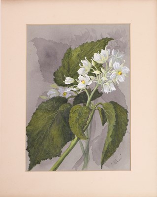 Lot 91 - Edith Fenton (New Zealand, 1862-1936)