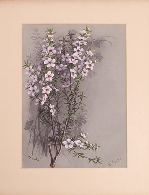 Lot 91 - Edith Fenton (New Zealand, 1862-1936)