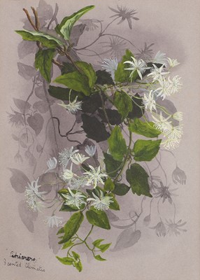 Lot 91 - Edith Fenton (New Zealand, 1862-1936)