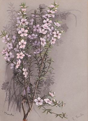 Lot 91 - Edith Fenton (New Zealand, 1862-1936)