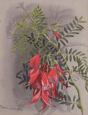 Lot 91 - Edith Fenton (New Zealand, 1862-1936)