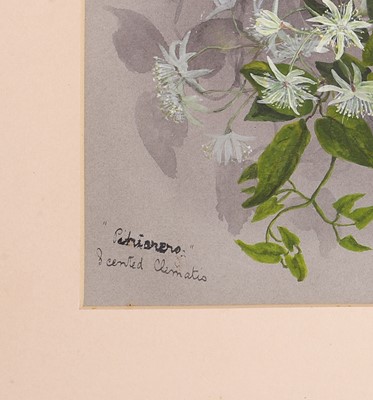 Lot 91 - Edith Fenton (New Zealand, 1862-1936)