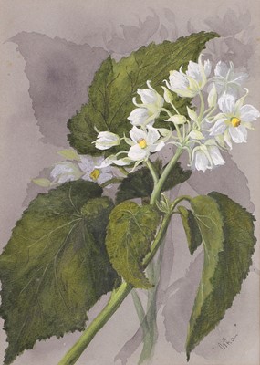 Lot 91 - Edith Fenton (New Zealand, 1862-1936)