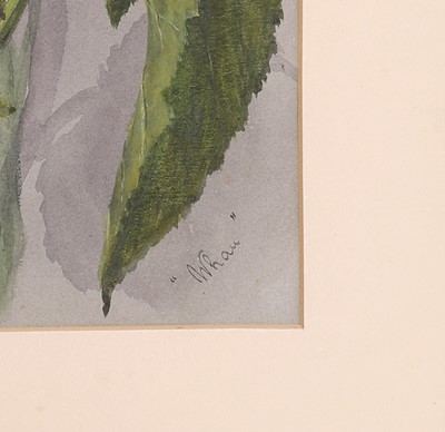 Lot 91 - Edith Fenton (New Zealand, 1862-1936)