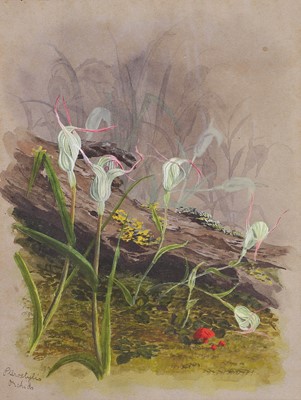 Lot 91 - Edith Fenton (New Zealand, 1862-1936)