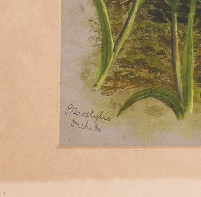 Lot 91 - Edith Fenton (New Zealand, 1862-1936)