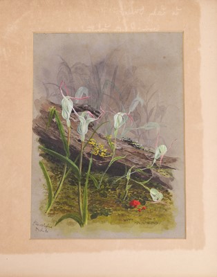 Lot 91 - Edith Fenton (New Zealand, 1862-1936)