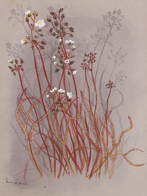 Lot 91 - Edith Fenton (New Zealand, 1862-1936)
