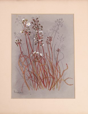 Lot 91 - Edith Fenton (New Zealand, 1862-1936)