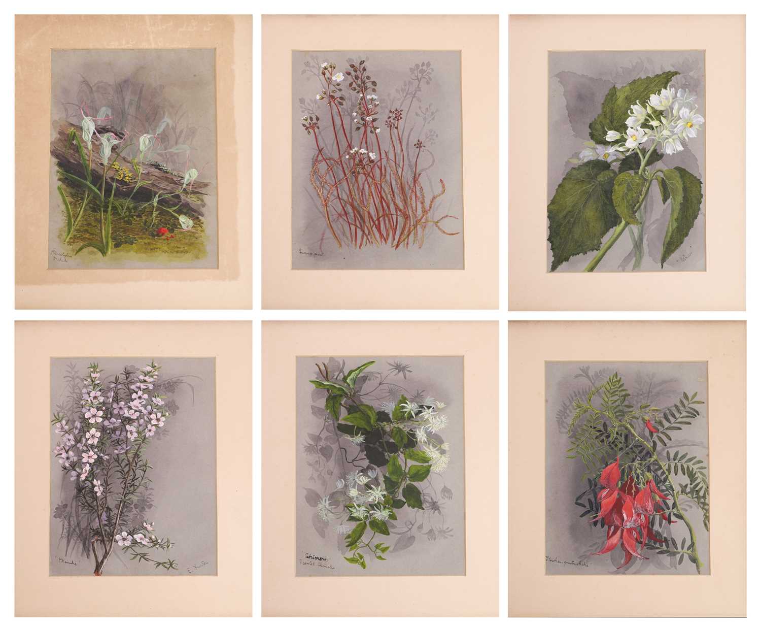 Lot 91 - Edith Fenton (New Zealand, 1862-1936)