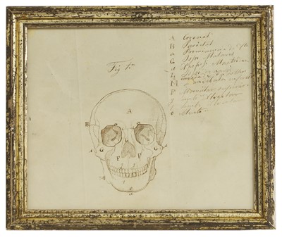 Lot 286 - A frontal anatomical drawing of a skull