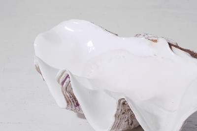 Lot 325 - A giant clamshell half (Tridacna gigas)