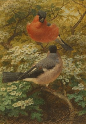Lot 281 - Joseph Wolf (German-British, 1820-1899)
