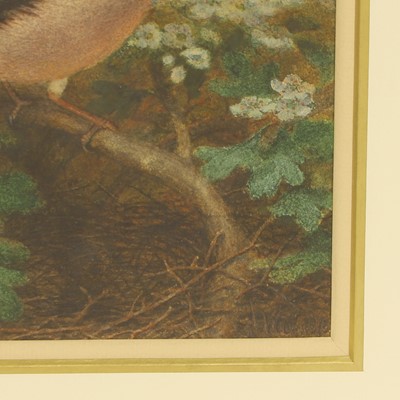 Lot 281 - Joseph Wolf (German-British, 1820-1899)