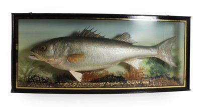 Lot 252 - Taxidermy: A bass (Dicentrarchus labrax)