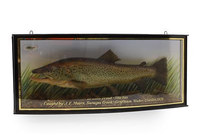 Lot 253 - Taxidermy: A brown trout (salmo trutta)