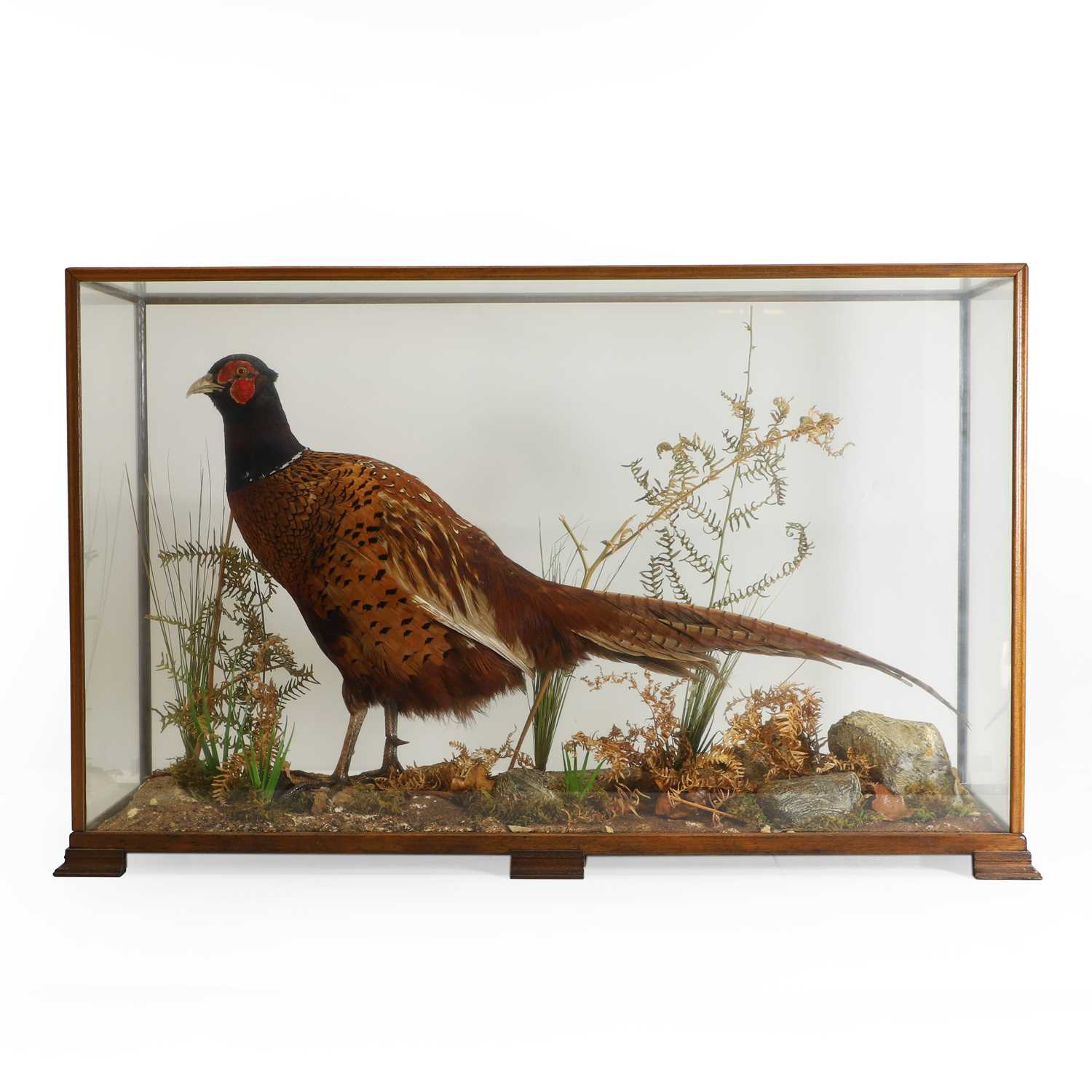 Lot 251 - Taxidermy: pheasant, male (Phasianus colchicus)