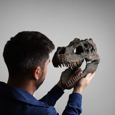 Lot 333 - A Tyrannosaurus Rex dinosaur skull
