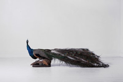 Lot 267 - A taxidermy peacock